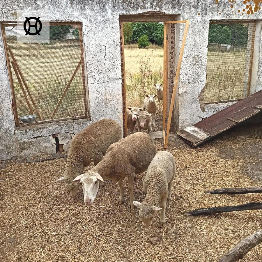 Herdade Da Ordem Cabeço de Vide Exterior foto